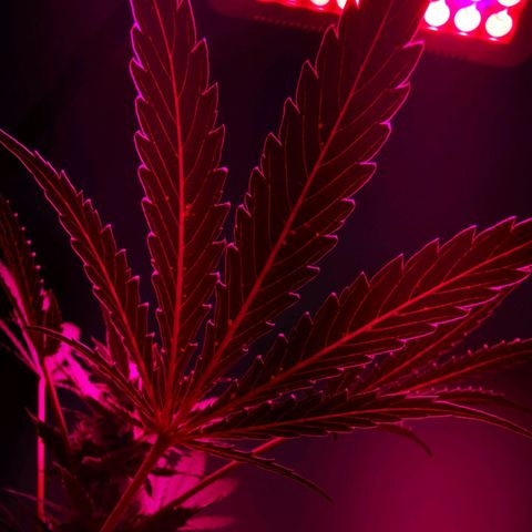 Foto del growlog de Wedding Cake Auto (Géraldine) : Les feuilles ont des marques (Brun-Orange) la cause est probablement le PH qui empêché l'apport en Magnesium & Calcium 