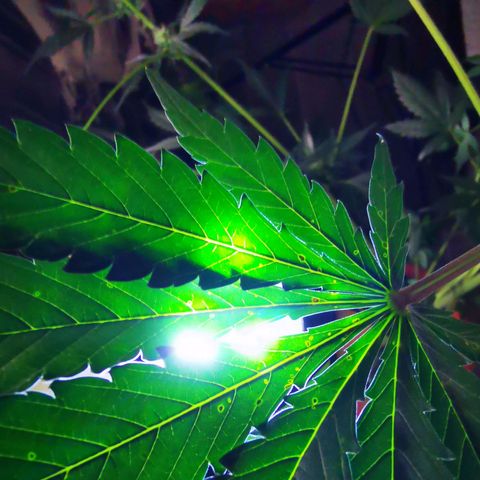 Foto del growlog de Wedding Cake Auto (Géraldine) : Les feuilles ont des marques (Brun-Orange) la cause est probablement le PH qui empêché l'apport en Magnesium & Calcium 