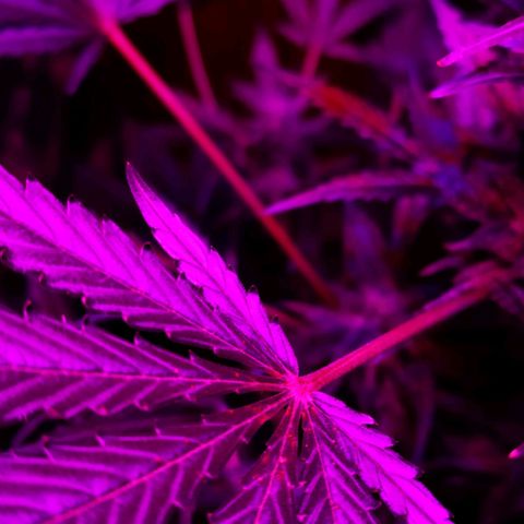 Foto del growlog de Wedding Cake Auto (Géraldine) : Les feuilles ont des marques (Brun-Orange) la cause est probablement le PH qui empêché l'apport en Magnesium & Calcium 