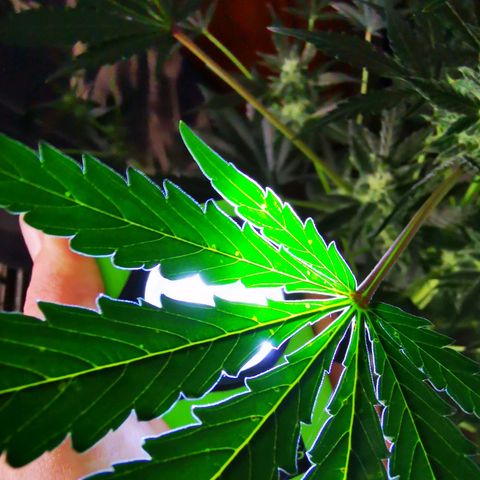 Foto del growlog de Wedding Cake Auto (Géraldine) : Les feuilles ont des marques (Brun-Orange) la cause est probablement le PH qui empêché l'apport en Magnesium & Calcium 