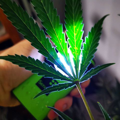 Foto del growlog de Wedding Cake Auto (Géraldine) : Les feuilles ont des marques (Brun-Orange) la cause est probablement le PH qui empêché l'apport en Magnesium & Calcium 