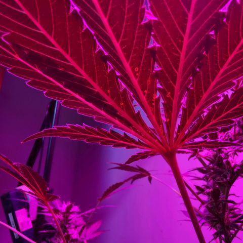 Foto del growlog de Wedding Cake Auto (Géraldine) : Les feuilles ont des marques (Brun-Orange) la cause est probablement le PH qui empêché l'apport en Magnesium & Calcium 