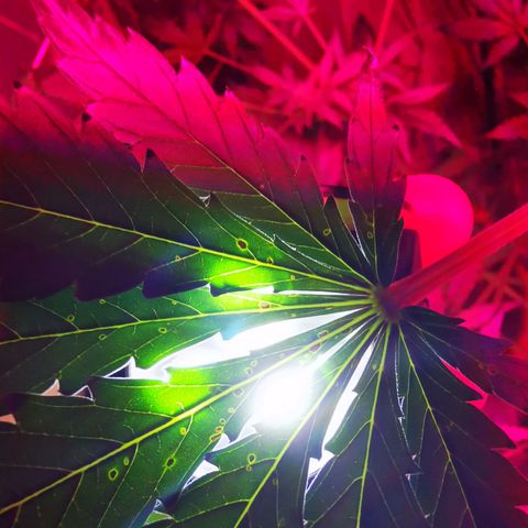 Foto del growlog de Wedding Cake Auto (Géraldine) : Les feuilles ont des marques (Brun-Orange) la cause est probablement le PH qui empêché l'apport en Magnesium & Calcium 