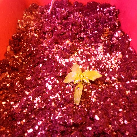 Think different growlog timeline photo