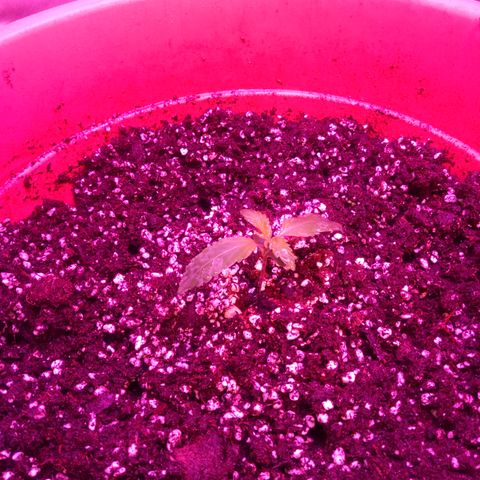 Super Skunk Auto growlog timeline photo