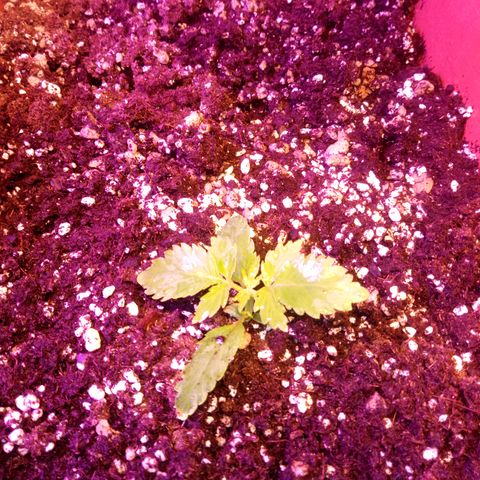 Think different growlog timeline photo