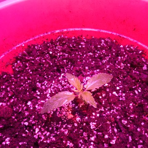 Super Skunk Auto growlog timeline photo