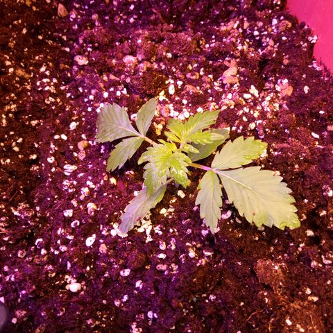 Think different growlog timeline photo