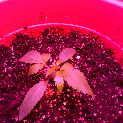 Super Skunk Auto growlog timeline photo