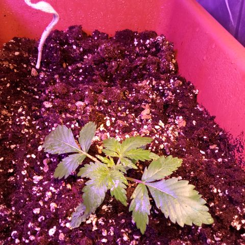Think different growlog timeline photo