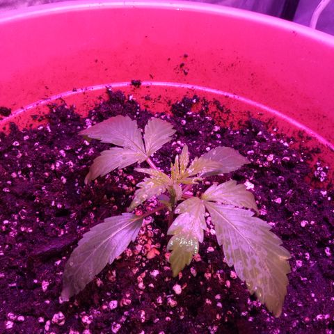 Think different growlog timeline photo