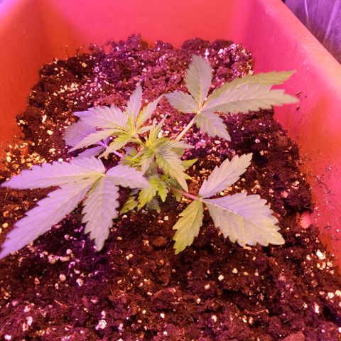 Think different growlog timeline photo