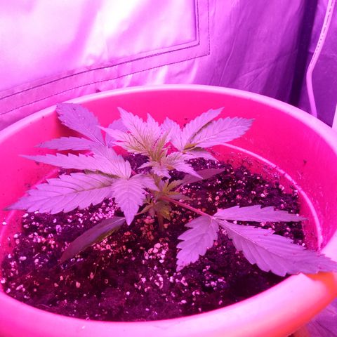 Super Skunk Auto growlog timeline photo