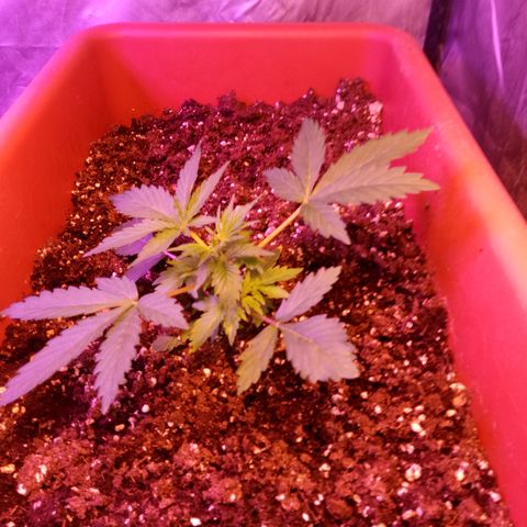 Think different growlog timeline photo