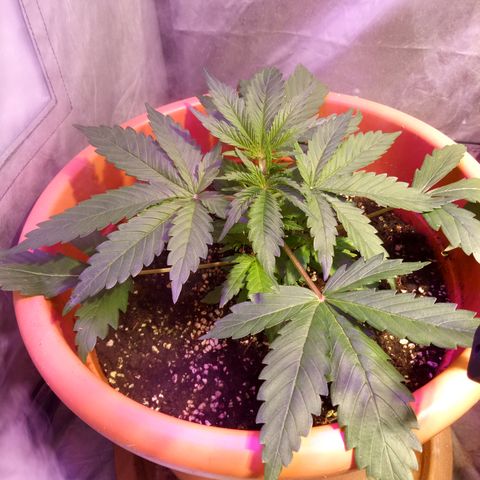Super Skunk Auto growlog timeline photo
