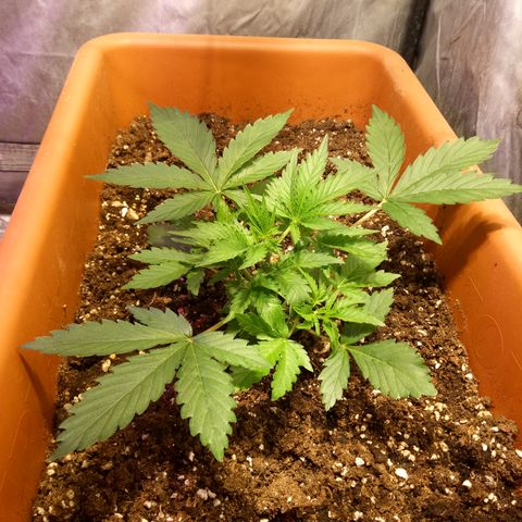 Think different growlog timeline photo