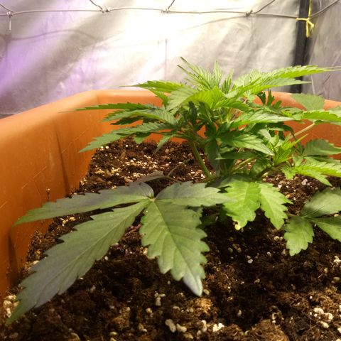 Think different growlog photo: Fatto fim