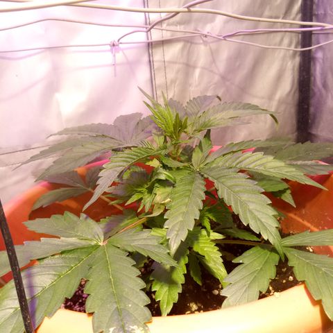 Super Skunk Auto growlog photo: Fatto fim