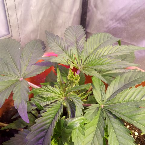 Super Skunk Auto growlog photo: Fatto fim