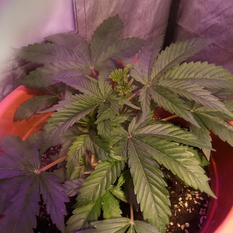 Super Skunk Auto growlog timeline photo