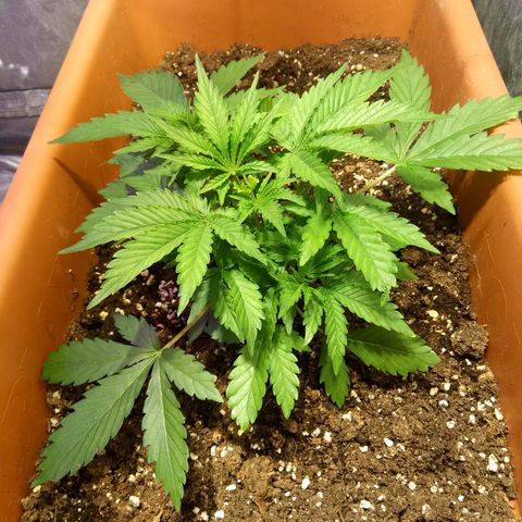 Think different growlog timeline photo