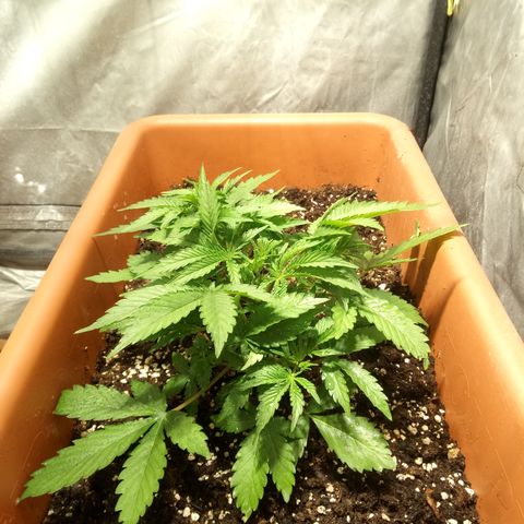 Think different growlog timeline photo