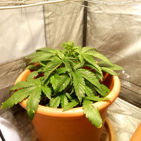 Super Skunk Auto growlog timeline photo