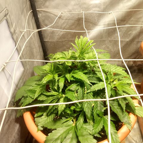 Super Skunk Auto growlog timeline photo