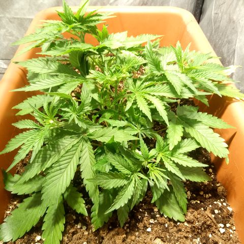 Think different growlog timeline photo