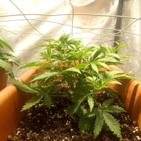 Think different growlog timeline photo