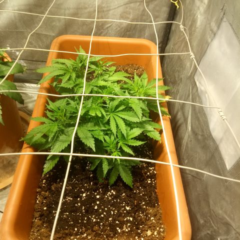 Think different growlog timeline photo