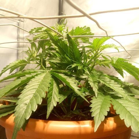 Super Skunk Auto growlog timeline photo