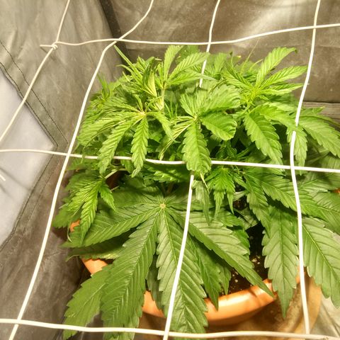 Super Skunk Auto growlog timeline photo