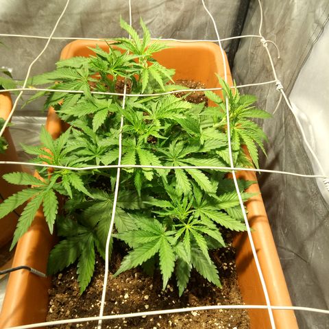 Think different growlog timeline photo