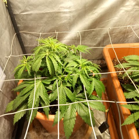 Super Skunk Auto growlog timeline photo
