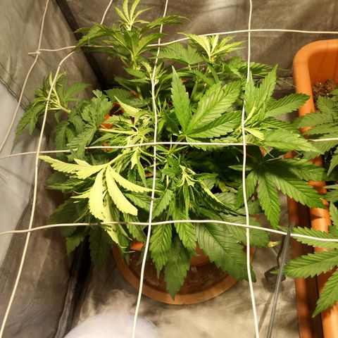 Super Skunk Auto growlog timeline photo
