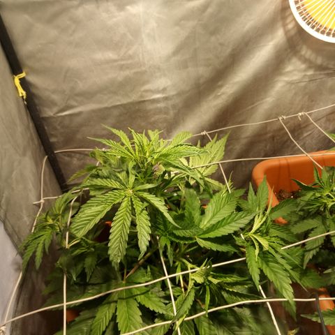Super Skunk Auto growlog timeline photo