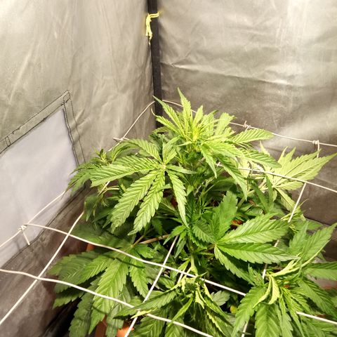Super Skunk Auto growlog timeline photo