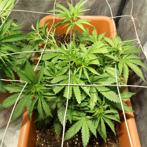 Think different growlog timeline photo