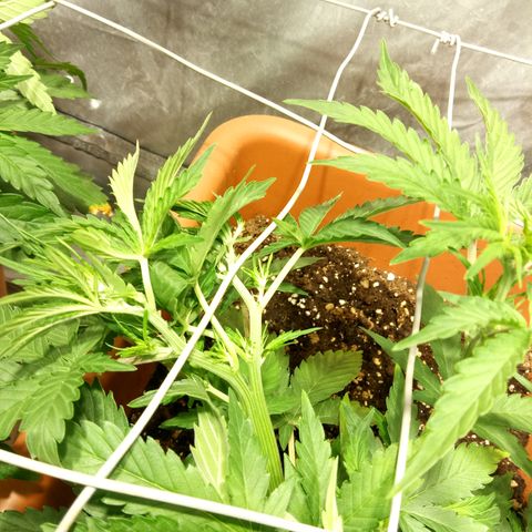 Think different growlog timeline photo