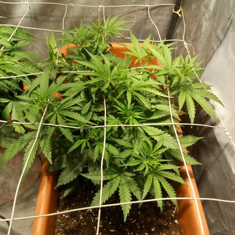Think different growlog timeline photo