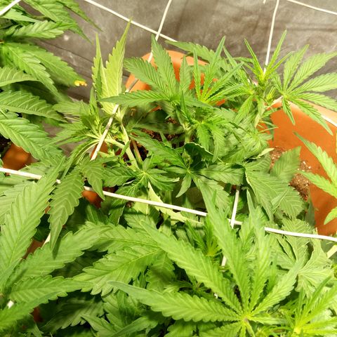 Think different growlog timeline photo