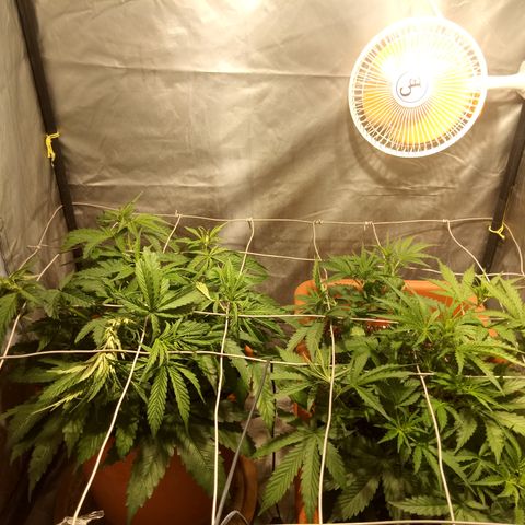 Super Skunk Auto growlog timeline photo