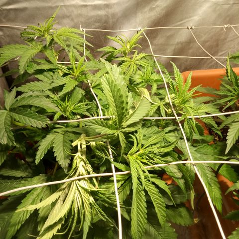 Super Skunk Auto growlog timeline photo