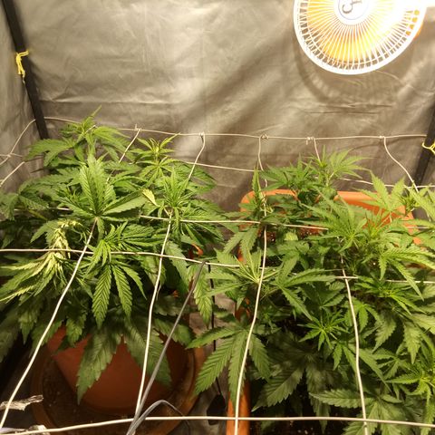 Super Skunk Auto growlog timeline photo