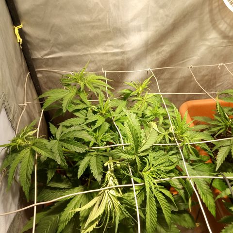 Super Skunk Auto growlog timeline photo