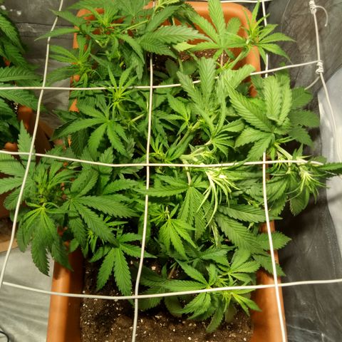 Think different growlog timeline photo