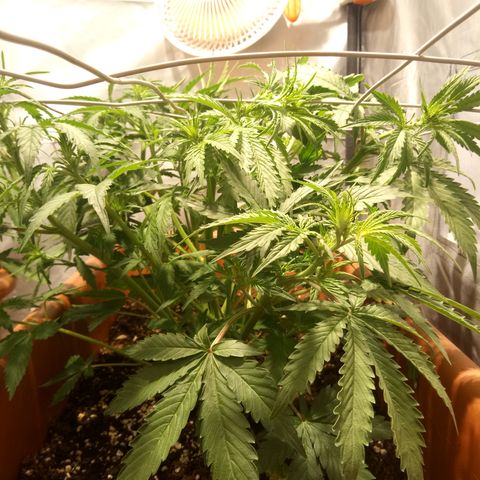 Think different growlog timeline photo