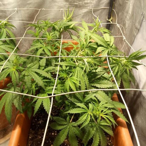 Think different growlog timeline photo