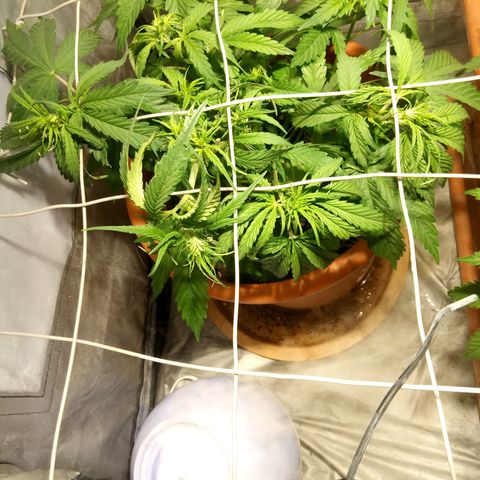 Super Skunk Auto growlog timeline photo